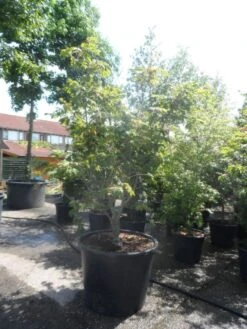 Japanse Esdoorn (Acer Japonicum 'Aconitifolium') 22 Japanse Esdoorn (Acer Japonicum 'Aconitifolium') -Klim Rose Winkel acer japonicum aconitifolium 175 200 c350