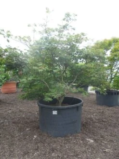 Japanse Esdoorn (Acer Japonicum 'Aconitifolium') 21 Japanse Esdoorn (Acer Japonicum 'Aconitifolium') -Klim Rose Winkel acer japonicum aconitifolium 250 300 c1500