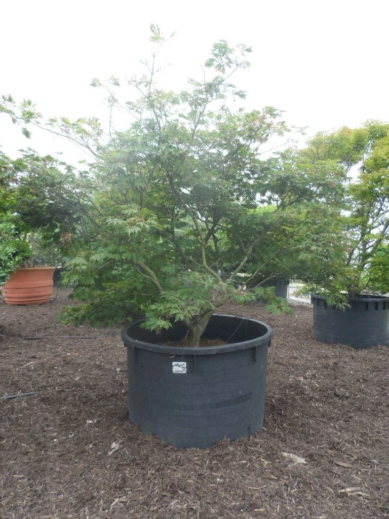 Japanse Esdoorn (Acer Japonicum 'Aconitifolium') 11 Japanse Esdoorn (Acer Japonicum 'Aconitifolium') - Afbeelding 9