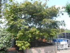 Japanse Esdoorn (Acer Japonicum 'Aconitifolium') 20 Japanse Esdoorn (Acer Japonicum 'Aconitifolium') -Klim Rose Winkel acer japonicum aconitifolium solitair