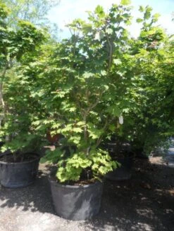 Japanse Esdoorn (Acer Japonicum 'Vitifolium') -Klim Rose Winkel acer japonicum vitifolium 200 250 c240