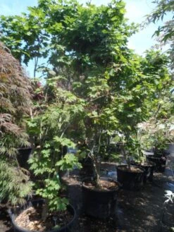 Japanse Esdoorn (Acer Japonicum 'Vitifolium') -Klim Rose Winkel acer japonicum vitifolium 250 300 c130