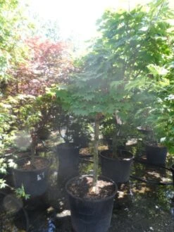 Japanse Esdoorn (Acer Japonicum 'Vitifolium') -Klim Rose Winkel acer japonicum vitifolium halfstam c130