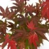 Japanse Esdoorn (Acer Palmatum 'Atropurpureum') -Klim Rose Winkel acer p. atropurpureum 2