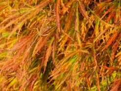 Japanse Esdoorn (Acer Palmatum 'Dissectum') -Klim Rose Winkel acer p. dissectum achtergrond 2