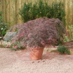 Japanse Esdoorn (Acer Palmatum 'Garnet') -Klim Rose Winkel acer p. garnet2