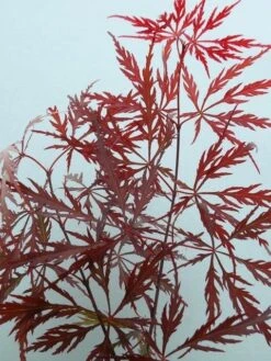 Japanse Esdoorn (Acer Palmatum 'Garnet') -Klim Rose Winkel acer p. garnet 2