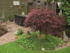 Japanse Esdoorn (Acer Palmatum 'Inabe-shidare') -Klim Rose Winkel acer p. inaba shidare 1