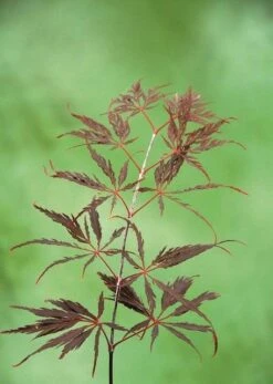 Japanse Esdoorn (Acer Palmatum 'Inabe-shidare') -Klim Rose Winkel acer p. inaba shidare 2