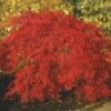 Japanse Esdoorn (Acer Palmatum 'Inabe-shidare') -Klim Rose Winkel acer p. inabe shidare 2