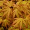 Japanse Esdoorn (Acer Palmatum 'Orange Dream') -Klim Rose Winkel acer p. orange dream