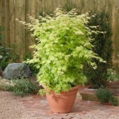 Japanse Esdoorn (Acer Palmatum 'Orange Dream') -Klim Rose Winkel acer p. orange dream1