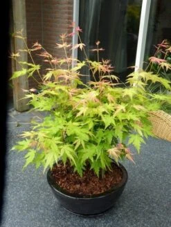 Japanse Esdoorn (Acer Palmatum 'Orange Dream') -Klim Rose Winkel acer p. orange dream 2