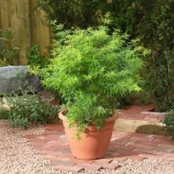 Japanse Esdoorn (Acer Palmatum 'Seiryu') -Klim Rose Winkel acer p. seiryu3
