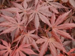 Japanse Esdoorn (Acer Palmatum 'Trompenburg') -Klim Rose Winkel acer p. trompenburg 1
