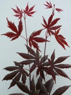 Japanse Esdoorn (Acer Palmatum 'Trompenburg') -Klim Rose Winkel acer p. trompenburg 2