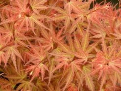 Japanse Esdoorn (Acer Palmatum 'Wilson's Pink Dwarf') -Klim Rose Winkel acer p. wilsons pink dwarf 1