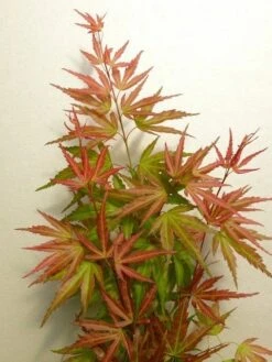 Japanse Esdoorn (Acer Palmatum 'Wilson's Pink Dwarf') -Klim Rose Winkel acer p. wilsons pink dwarf 2