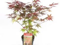 Japanse Esdoorn (Acer Palmatum 'Atropurpureum') -Klim Rose Winkel acer palm. atropurpeum c3