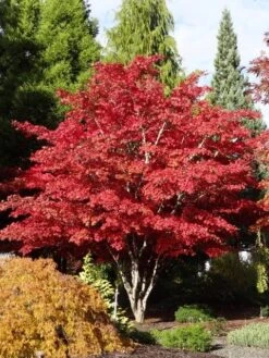 Japanse Esdoorn (Acer Palmatum 'Atropurpureum') -Klim Rose Winkel acer palm. atropurpureum 3