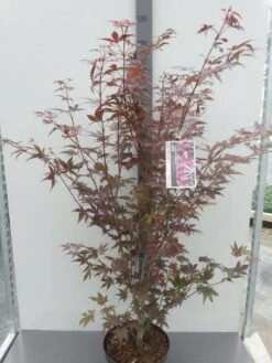 Japanse Esdoorn (Acer Palmatum 'Atropurpureum') -Klim Rose Winkel acer palm. atropurpureum c10