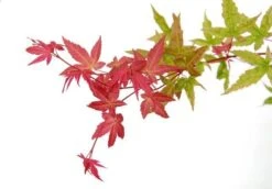 Japanse Esdoorn (Acer Palmatum 'Beni-maiko') -Klim Rose Winkel acer palm. beni maiko zoom