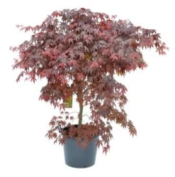 Japanse Esdoorn (Acer Palmatum 'Bloodgood') -Klim Rose Winkel acer palm. bloodgood c50