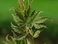 Japanse Esdoorn (Acer Palmatum 'Butterfly') -Klim Rose Winkel acer palm. butterfly 1