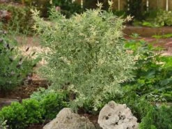 Japanse Esdoorn (Acer Palmatum 'Butterfly') -Klim Rose Winkel acer palm. butterfly 2