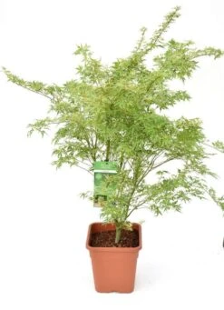 Japanse Esdoorn (Acer Palmatum 'Butterfly') -Klim Rose Winkel acer palm. butterfly c14 3