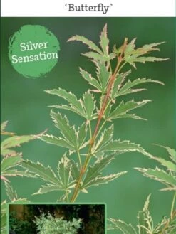 Japanse Esdoorn (Acer Palmatum 'Butterfly') -Klim Rose Winkel acer palm. butterfly c3 4