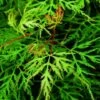 Japanse Esdoorn (Acer Palmatum 'Emerald Lace') -Klim Rose Winkel acer palm. emerald lace 1