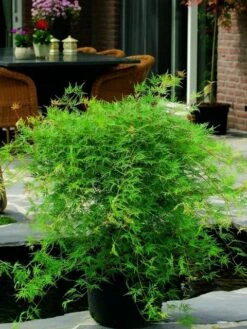 Japanse Esdoorn (Acer Palmatum 'Emerald Lace') -Klim Rose Winkel acer palm. emerald lace 2