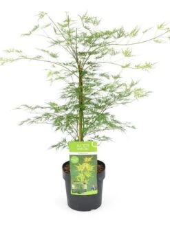 Japanse Esdoorn (Acer Palmatum 'Emerald Lace') -Klim Rose Winkel acer palm. emerald lace c3