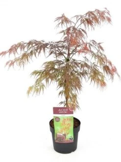 Japanse Esdoorn (Acer Palmatum 'Garnet') -Klim Rose Winkel acer palm. garnet c3