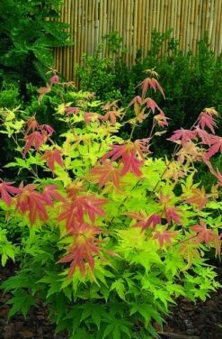 Japanse Esdoorn (Acer Palmatum 'Orange Dream') -Klim Rose Winkel acer palm. orange dream