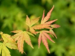 Japanse Esdoorn (Acer Palmatum 'Orange Dream') -Klim Rose Winkel acer palm. orange dream 1