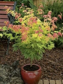 Japanse Esdoorn (Acer Palmatum 'Orange Dream') -Klim Rose Winkel acer palm. orange dream 2