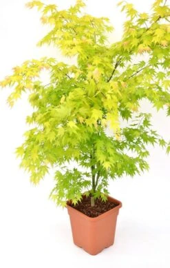 Japanse Esdoorn (Acer Palmatum 'Orange Dream') -Klim Rose Winkel acer palm. orange dream c14 3