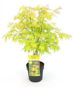 Japanse Esdoorn (Acer Palmatum 'Orange Dream') -Klim Rose Winkel acer palm. orange dream c3