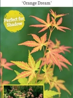 Japanse Esdoorn (Acer Palmatum 'Orange Dream') -Klim Rose Winkel acer palm. orange dream c3 1