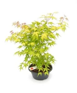 Japanse Esdoorn (Acer Palmatum 'Orange Dream') -Klim Rose Winkel acer palm. orange dream p23 patio