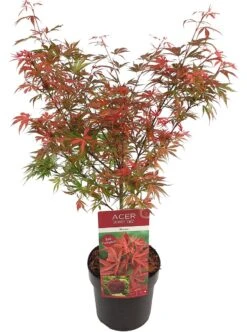 Japanse Esdoorn (Acer Palmatum 'Shaina') -Klim Rose Winkel acer palm. shaina c3