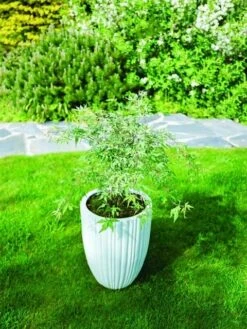 Japanse Esdoorn (Acer Palmatum 'Ukigumo') -Klim Rose Winkel acer palm. ukigumo