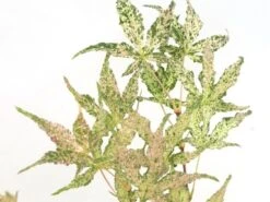 Japanse Esdoorn (Acer Palmatum 'Ukigumo') -Klim Rose Winkel acer palm. ukigumo 1