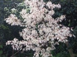 Japanse Esdoorn (Acer Palmatum 'Ukigumo') -Klim Rose Winkel acer palm. ukigumo 2