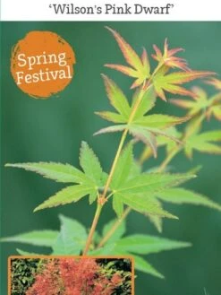 Japanse Esdoorn (Acer Palmatum 'Wilson's Pink Dwarf') -Klim Rose Winkel acer palm. wilson s pink dwarf c3 1