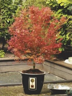 Japanse Esdoorn (Acer Palmatum 'Wilson's Pink Dwarf') -Klim Rose Winkel acer palm. wilson s pink dwarf c3 2
