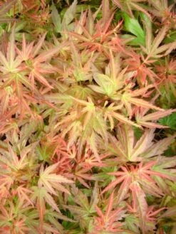 Japanse Esdoorn (Acer Palmatum 'Wilson's Pink Dwarf') -Klim Rose Winkel acer palm. wilson s pink dwarf c3 3