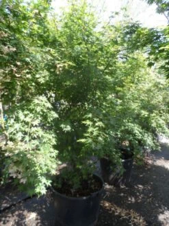 Japanse Esdoorn (Acer Palmatum) -Klim Rose Winkel acer palmatum 200 250 300 c130